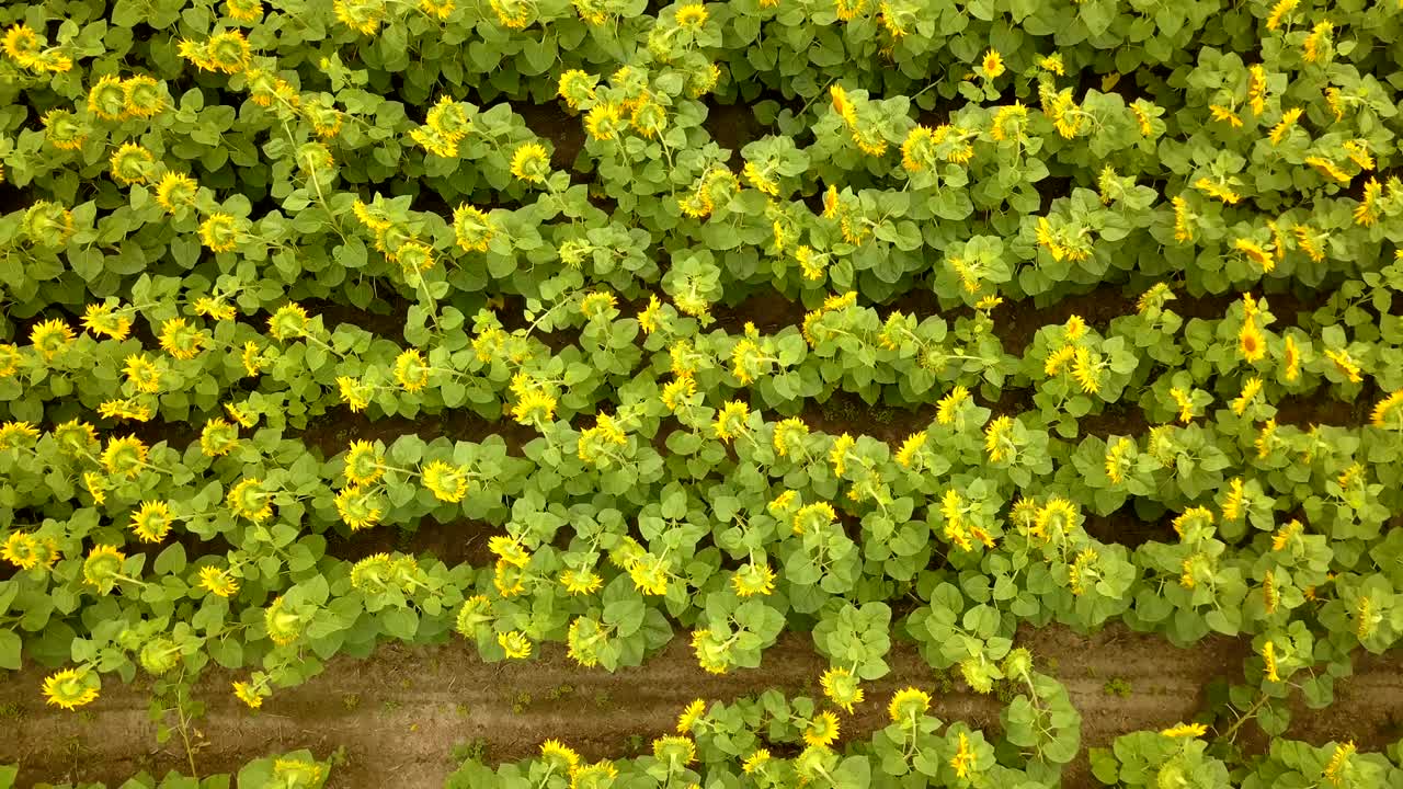 4k воздушный. летать вверх с перевернутым полем цветущих желтых подсолнечников. верхний вид