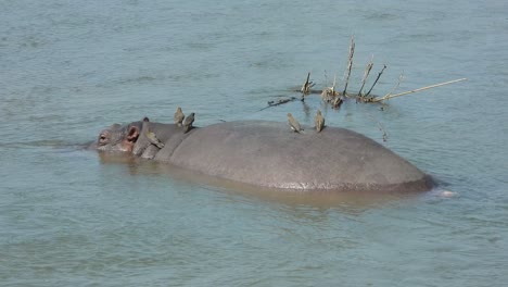 half submerged hippo in lake with yellow-billed oxpeckers on his back, kruger park