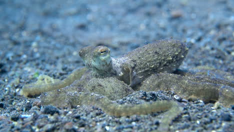 relaxed octopus breathing over sandy seafloor