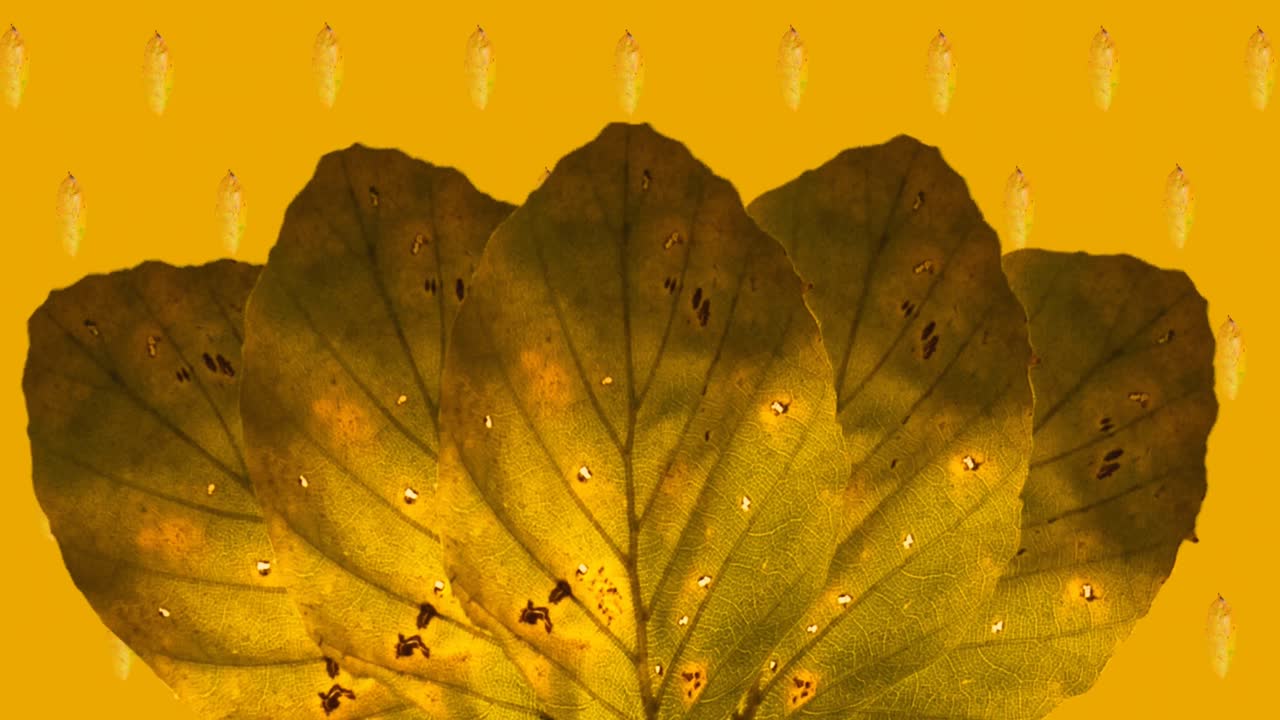 오렌지색 배경 위에 오렌지색 가을 잎의 애니메이션