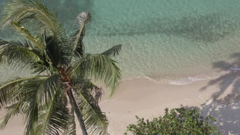 Antena-Vista-De-Pájaro-Palmera-Playa-Tranquilo-Océano-Vueltas-En-La-Orilla