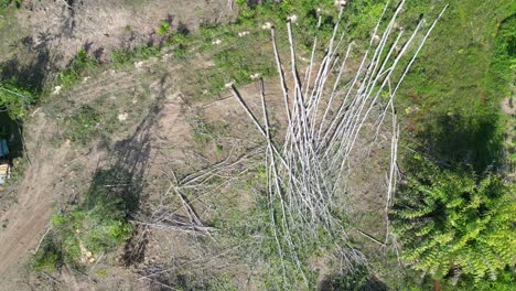 árboles-Talados-Para-La-Deforestación-En-El-Sur-De-Tailandia