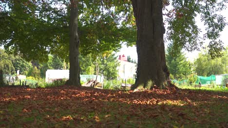 Little-girl-in-public-park-beneath-a-tree-playing-hide-and-seek,-hiding-behind-a-big-tree-trunk,-allotment-in-background