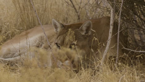 Puma-Jagt-Durch-Hohes-Gras