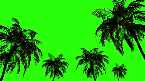 tropical palms in the wind on isolated. green background.