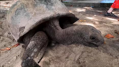 Seychellen-Riesenschildkröte,-Die-Im-Sand-Liegt,-Den-Hals-Bewegt-Und-Sich-Umschaut