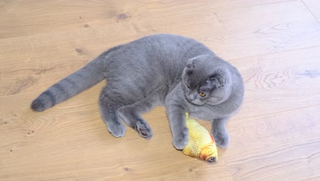 gray scottish fold cat playing with a fish toy