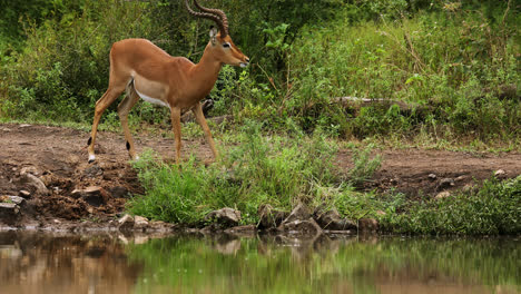 impala and baboon by the water