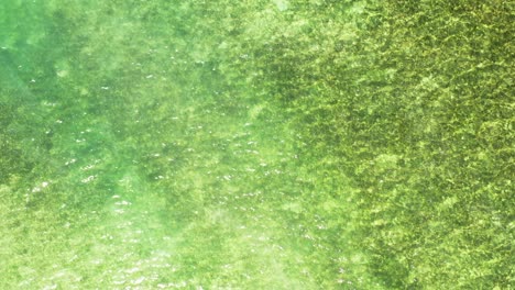 abstract greenish seawater texture