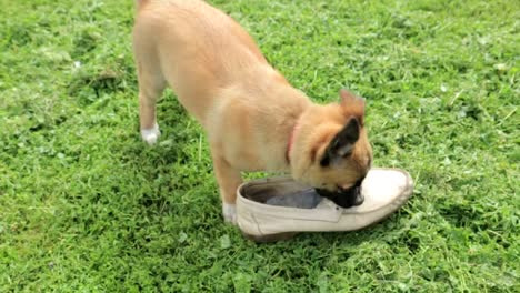 puppy playing with a shoe in the grass
