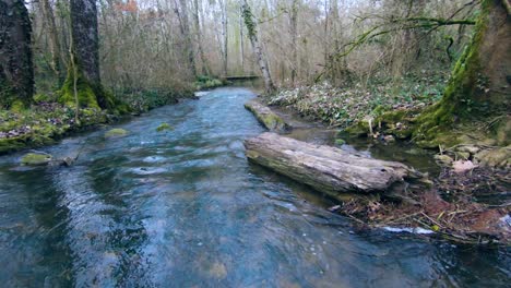 slow pan over a small river in the wood