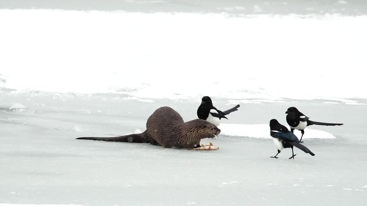 River otter eating a fish in Grand Teton National Park