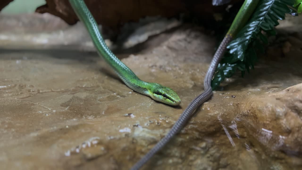 Close-up Red-tailed rat snake, alive Red-tailed rat snake in a glass cage at Snake Garden Zoo for education.