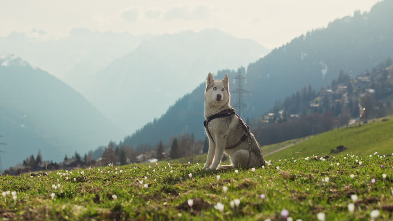 Majestic husky walking through an open alpine field at sunset, with breathtaking mountain views and