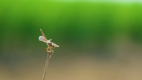 una pequeña libélula marrón y verde asentada en un delgado palo de madera