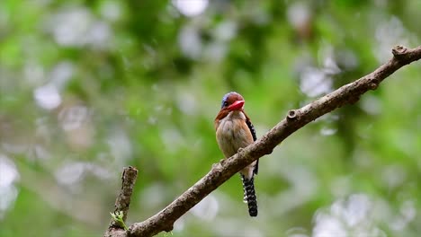 Ein-Baum-Eisvogel-Und-Einer-Der-Schönsten-Vögel-Thailands-In-Den-Tropischen-Regenwäldern