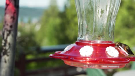 Majestic-hummingbird-flying-close-to-red-color-feeder,-close-up-shot
