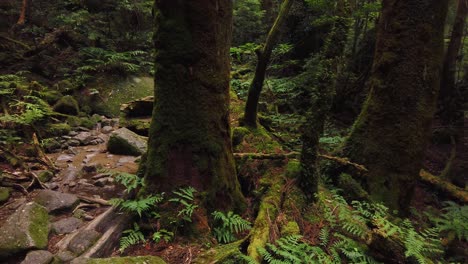 musgo en los antiguos árboles yakusugi del bosque de yakushima, japón