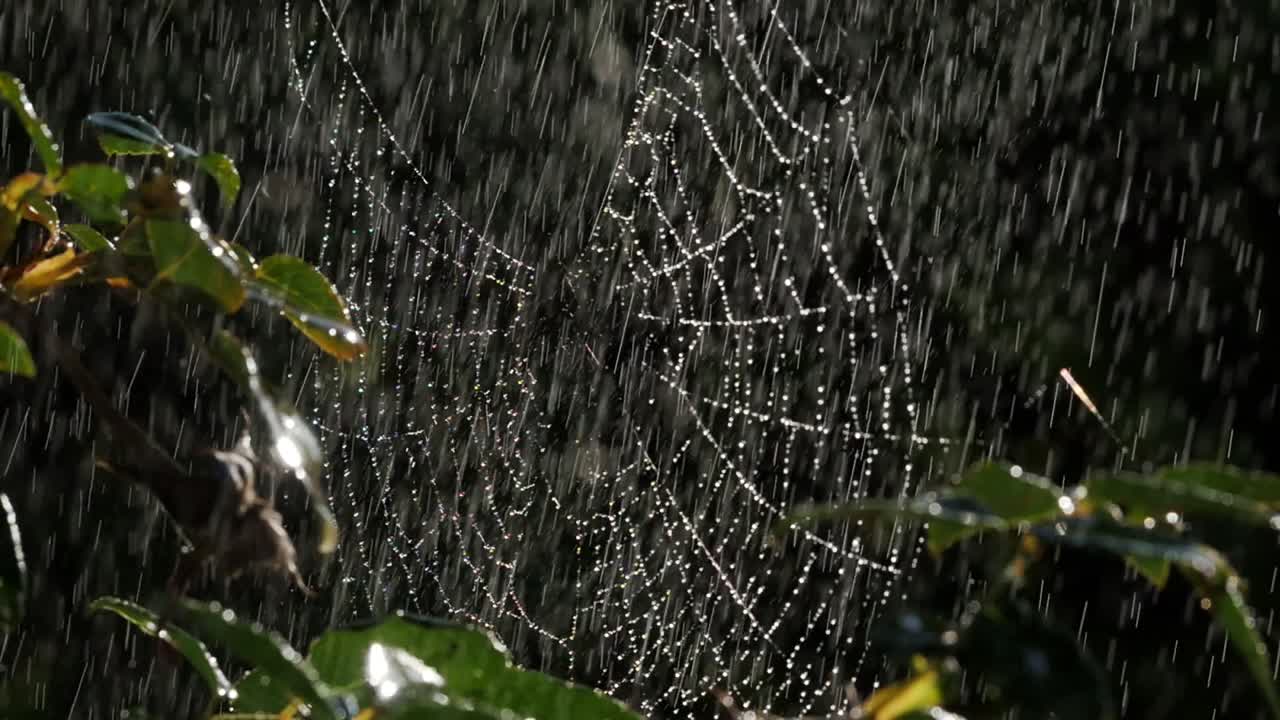una telaraña que brilla mientras una lluvia ligera se asienta sobre sus hebras de seda, de cerca y en cámara lenta