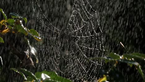 a spiderweb glistening as a light rain settles on it's silk strands, close up and slow motion