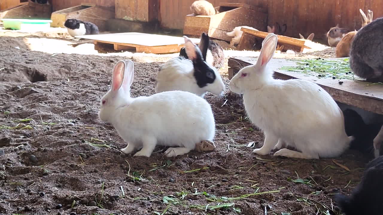 Conigli bianchi seduti a terra in un fienile, a dimostrazione della cura degli animali rurali e dell'allevamento di piccolo bestiame al coperto.