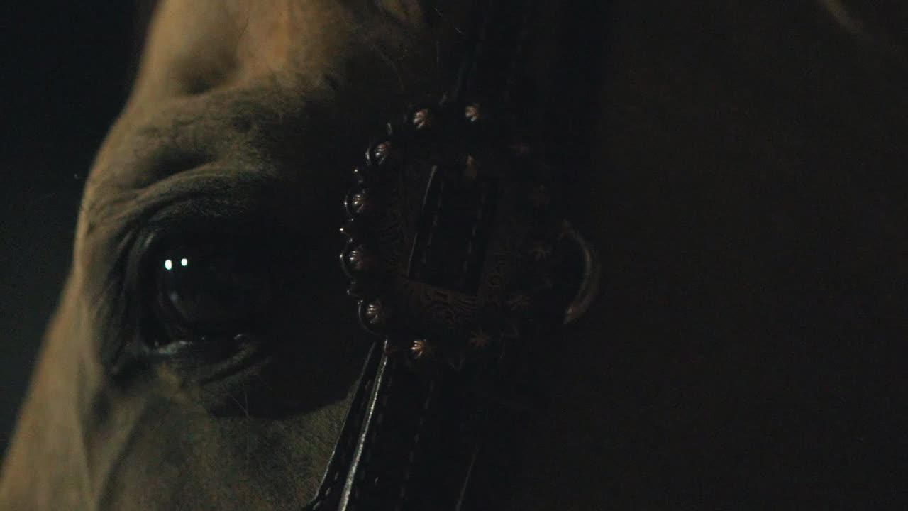 Ojo de caballo de cerca