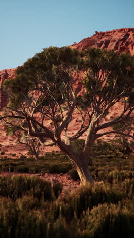 tree in desert with mountain background