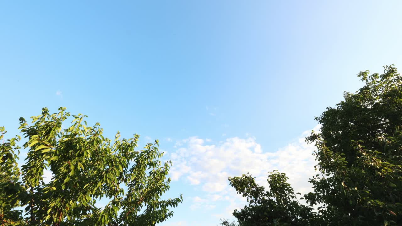 저녁 부터 밤 까지의 타임  ⁇ 스 에서 배경 에  ⁇  구름 의 움직임 이 있는 나무 가지 의 낮은 각도 촬영