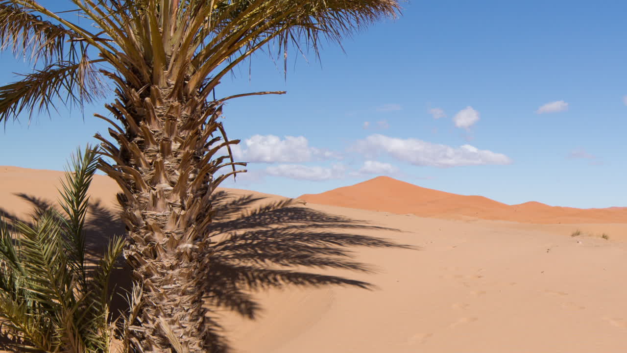 пальма мерзуги 11