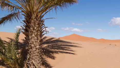 Merzouga-Palm-11