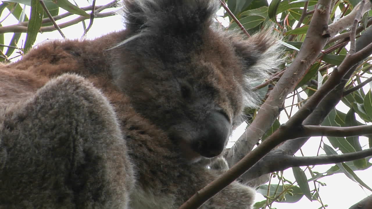 나무에 앉아 귀 뒤를 긁는 코알라