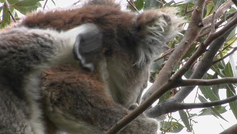 un oso koala se rasca detrás de la oreja mientras se sienta en un árbol