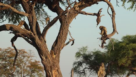 wide clip of baboon troop in a knobthorn tree in golden morning light, khwai botswana