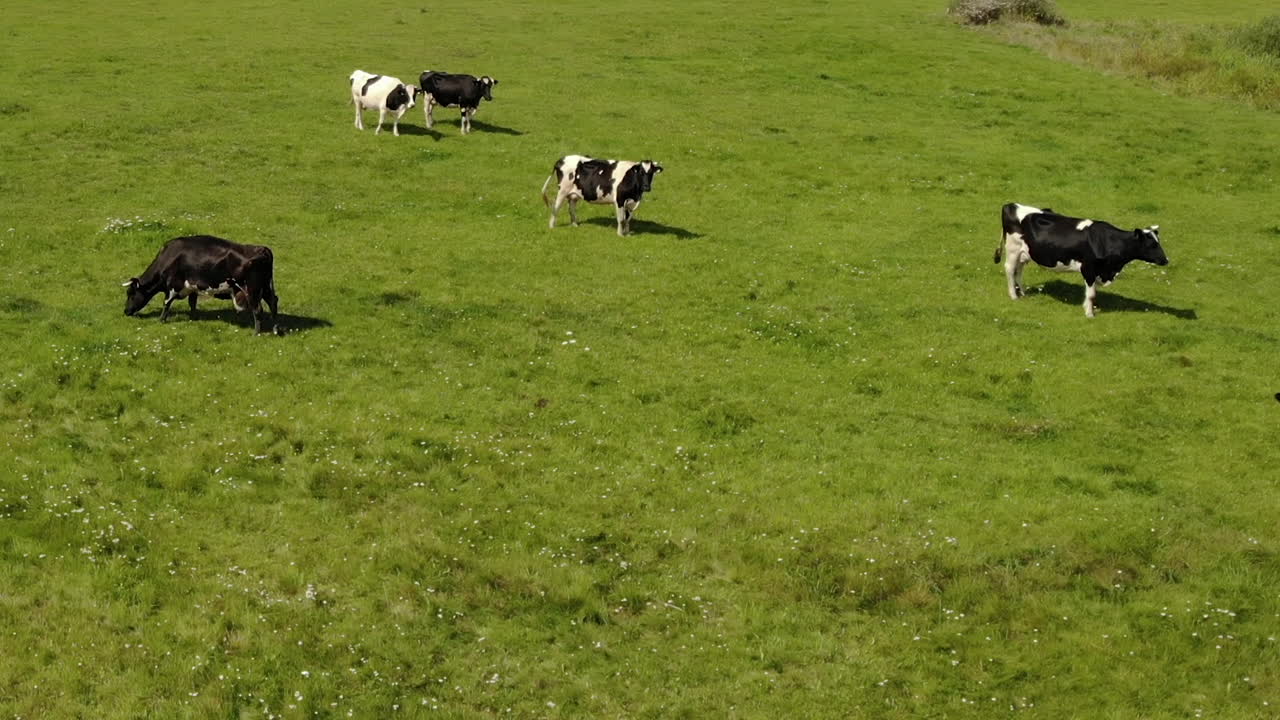 rebaño de vacas holstein de pie en campo verde en un día soleado, ganado vacuno