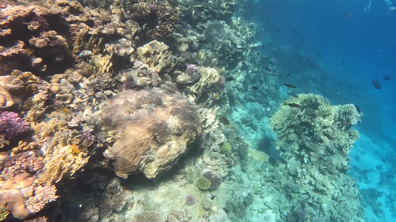 arrecife de coral bucear submarinismo mar rojo egipto sharm el sheikh peces submarino
