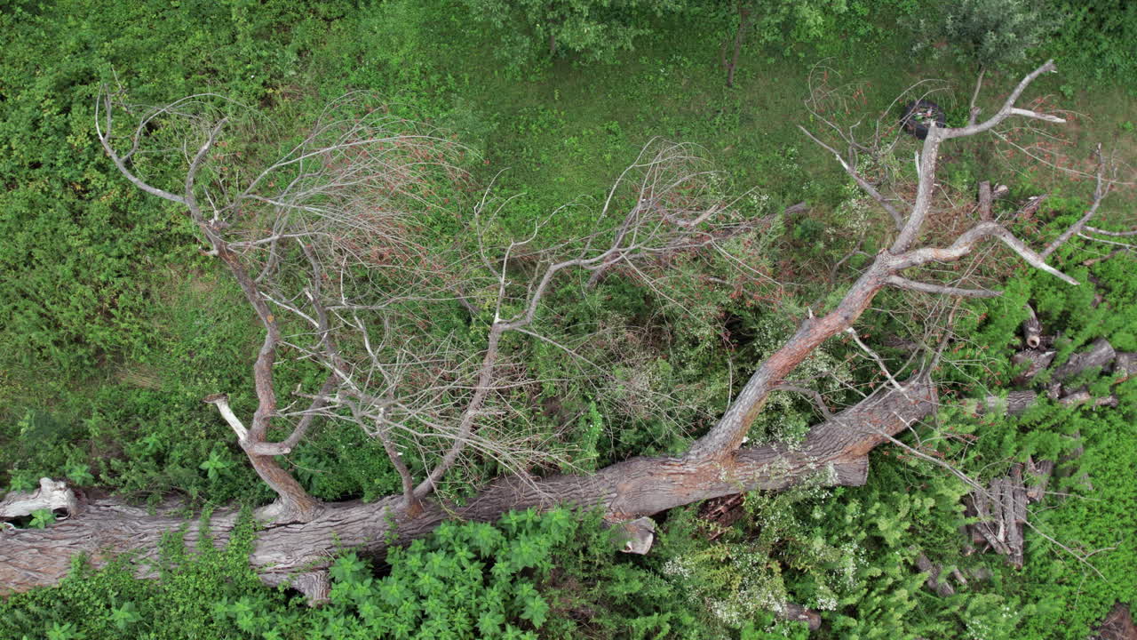 Drone shot of fallen tree in green vegetation highlighting deforestation and habitat loss
