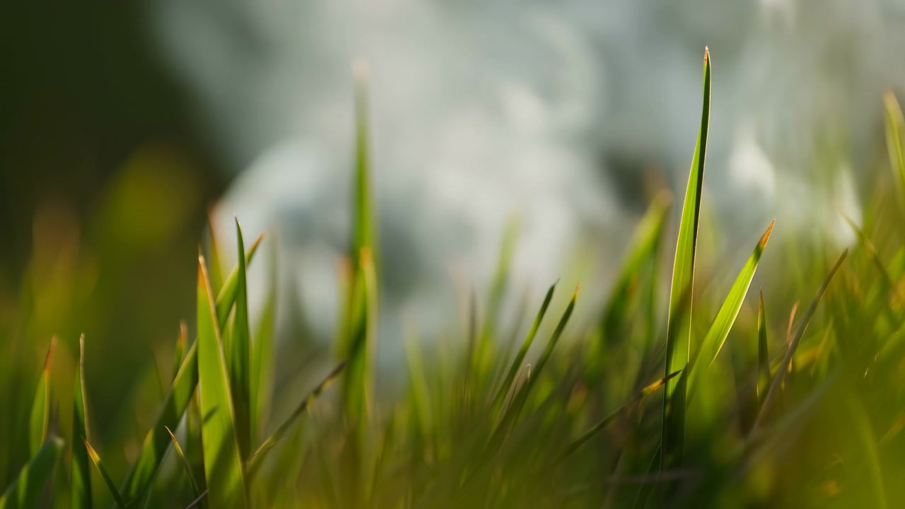 Sottili fili d'erba verde riempiono il primo piano con una profondità di campo ridotta, creando una scena naturale e calma con sfondo sfocato e luce esterna delicata.