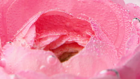 close-up of a pink rose with water droplets and bubbles