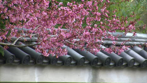 plum tree branches laden with blossoms with tile-topped wall in background