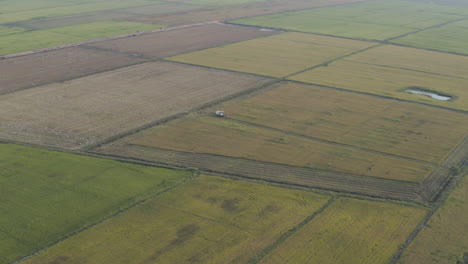 Kleiner-Traktor-Erntet-Großes-Getreidefeld-In-Kambodscha