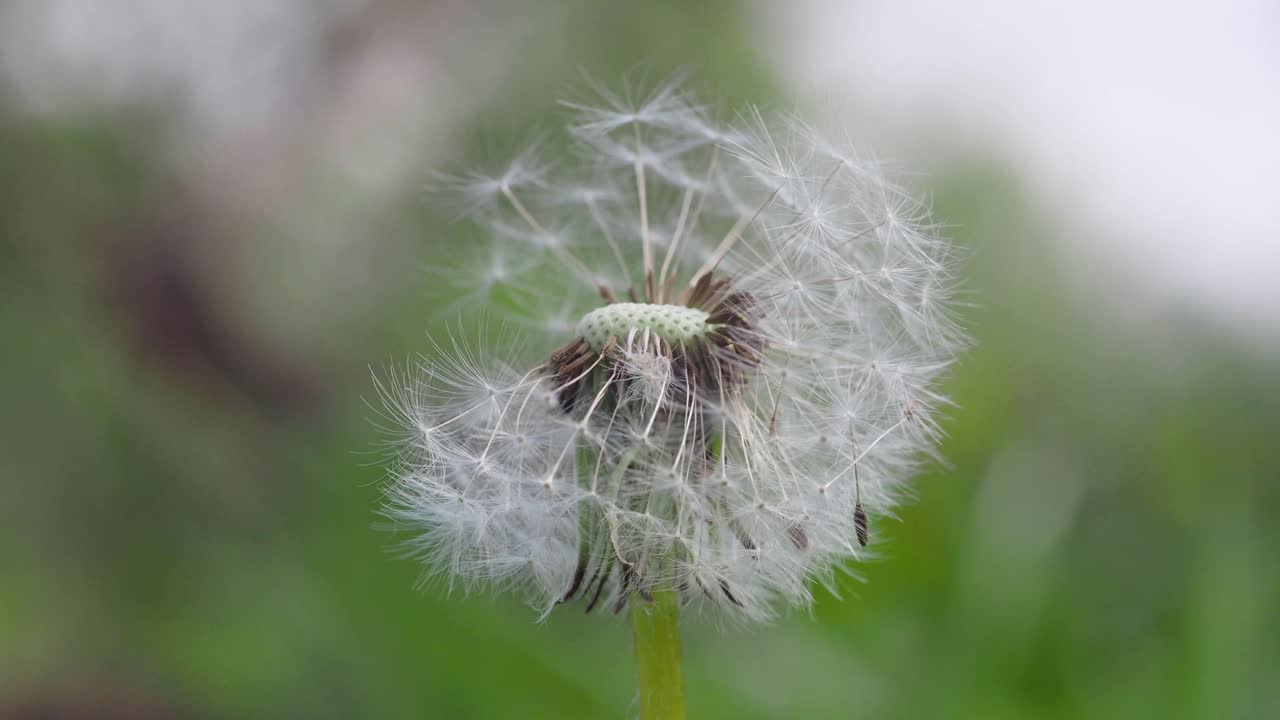 Ground level, shallow focus shot of a lone dandelion flower amid a lush