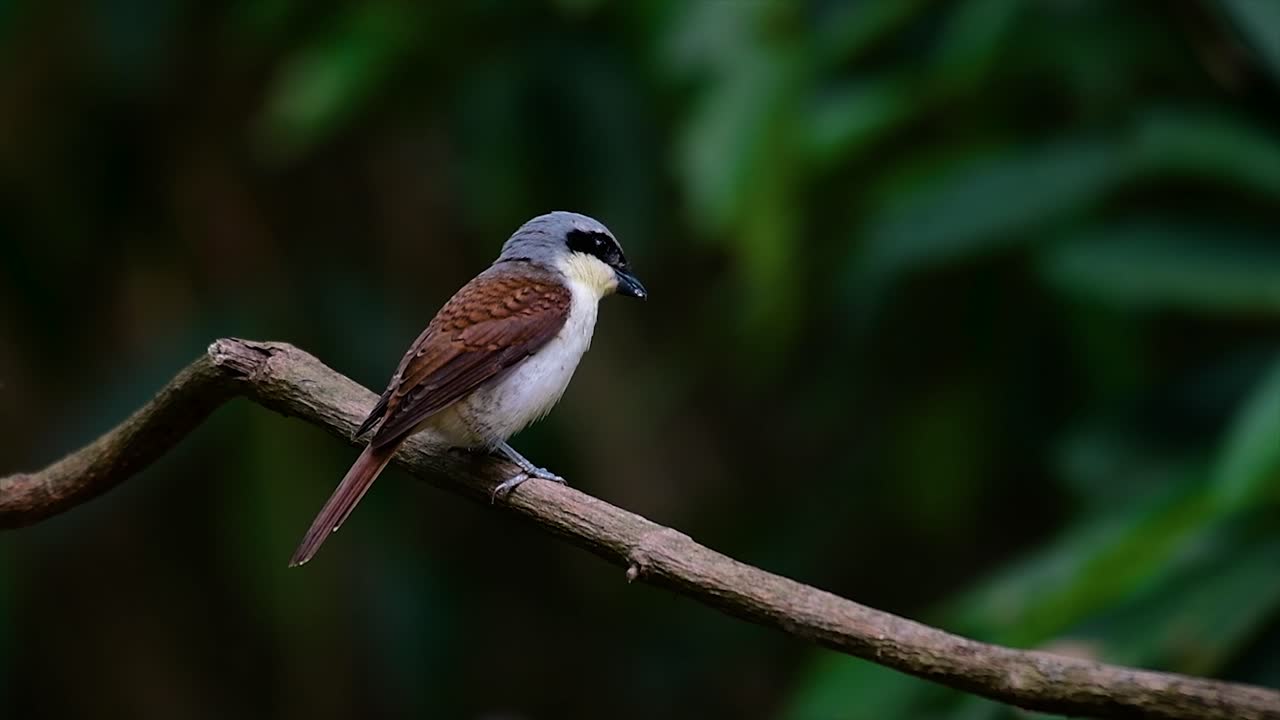 el alcaudón tigre obtuvo su nombre por el patrón de tigre en sus plumas, ya que también es un depredador de un ave que se alimenta de insectos, mamíferos muy pequeños e incluso aves de su tamaño.