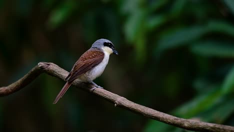 The-Tiger-Shrike-got-its-name-from-the-Tiger-like-pattern-on-its-feathers-as-it-is-also-a-predator-of-a-bird-that-feeds-on-insects,-very-small-mammals,-and-even-birds-of-its-size