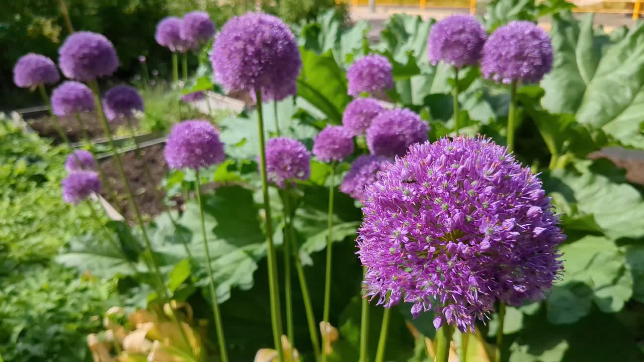 Insects flying around Purple Sensation flowers, Allium hollandicum in garden
