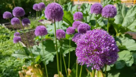 Insectos-Volando-Alrededor-De-Flores-De-Sensación-Púrpura,-Allium-Hollandicum-En-El-Jardín