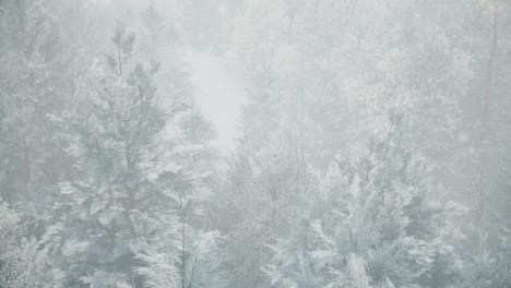 snowy forest scene