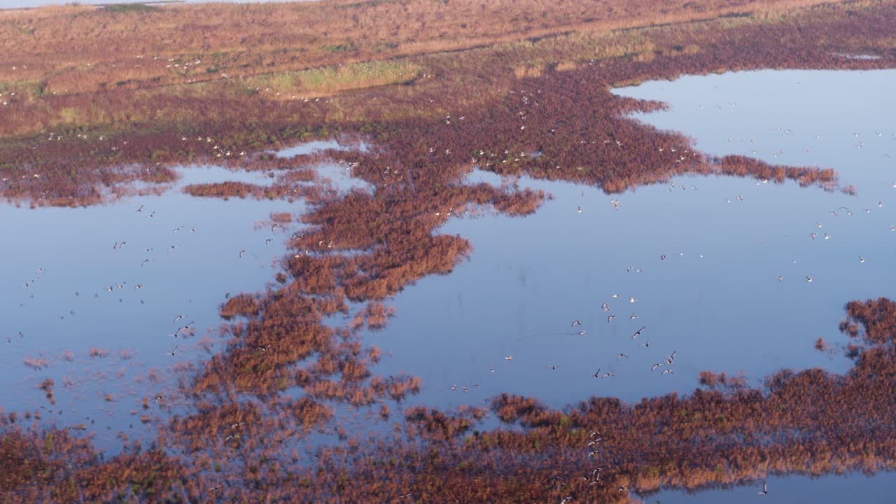 Drone che traccia una grande colonia di uccelli che volano insieme lungo i terreni agricoli olandesi allagati.