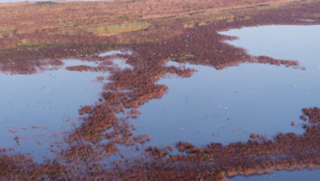 Drone-Rastreando-Una-Gran-Colonia-De-Aves-Volando-Juntas-A-Lo-Largo-De-Tierras-De-Cultivo-Holandesas-Inundadas