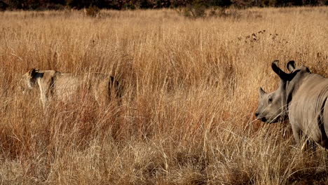 inquisitive white rhino calf walks up to lioness in dry grass of veld, slomo