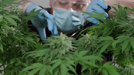 la floración del cannabis, el cultivo orgánico de cannabis para uso médico en el campo de la marihuana.